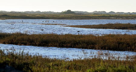 Image showing Wetland