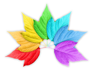 Image showing Colorful Rainbow Gradient with Group of Leafs
