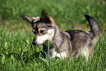 Image showing The puppy