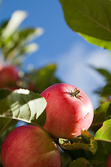 Image showing Apples in autumn