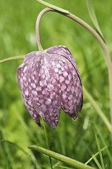 Image showing Rare Flower