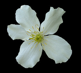 Image showing Clematis on black
