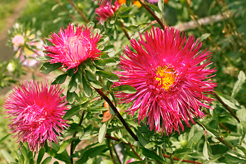 Image showing Asters in the flowerbed