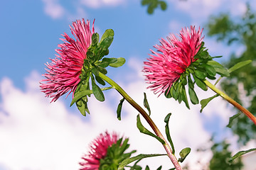 Image showing Asters against the sky