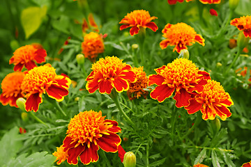 Image showing Marigolds in the flowerbed