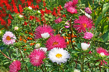 Image showing Motley colourful asters