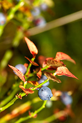 Image showing Blueberry