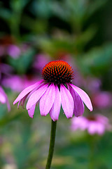 Image showing Echinacea purpurea