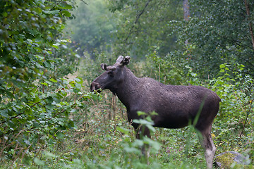 Image showing Moose