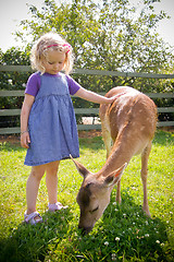 Image showing Stroking a deer