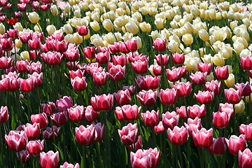 Image showing beautiful tulips