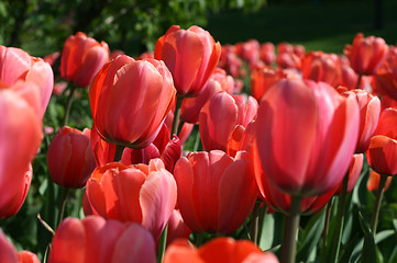 Image showing closeup of beautiful tulips