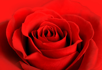 Image showing red rose background