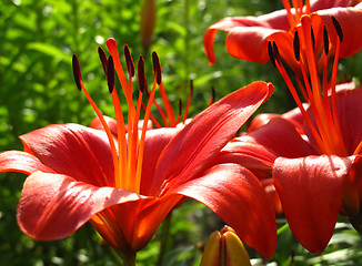 Image showing beautiful red lily