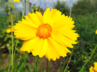 Image showing beautiful yellow flower