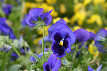 Image showing violet flowers