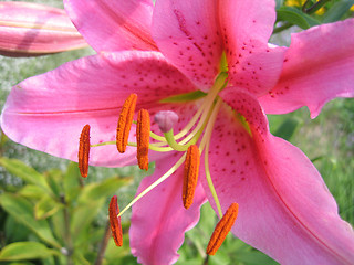 Image showing beautiful pink lily 