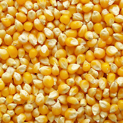 Image showing Maize corn