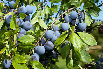 Image showing Sloe.