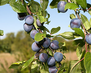 Image showing Sloe.