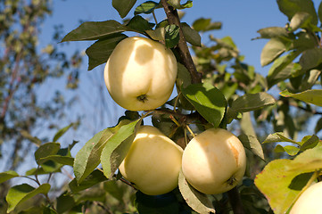 Image showing Apples.