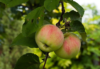 Image showing Apples.