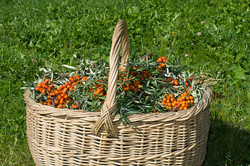 Image showing Sea-buckthorn berries.