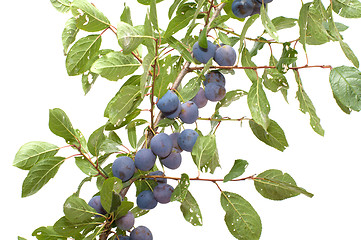 Image showing Sloe.