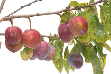 Image showing Plums.