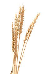 Image showing Wheat.