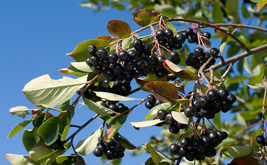 Image showing Aronia.