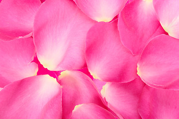 Image showing Abstract background of pink rose petals
