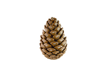 Image showing Pine cone isolated on white