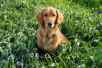 Image showing Dog in grass