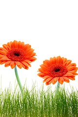 Image showing isolated flower background