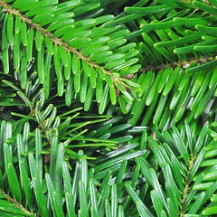 Image showing green fir