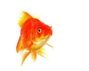 Image showing goldfish