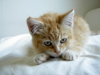 Image showing orange kitten