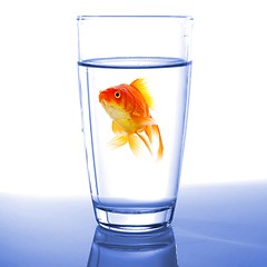 Image showing goldfish