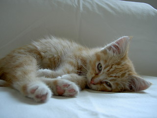 Image showing sleepy kitten