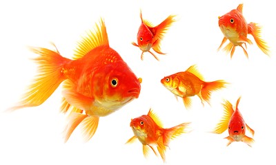 Image showing goldfish