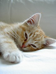 Image showing sleepy kitten