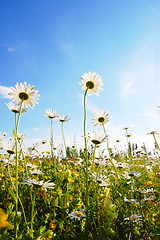 Image showing flower in summer under blue sky