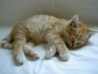 Image showing kitten at sleep after play