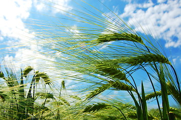 Image showing wheat grain under blue sky