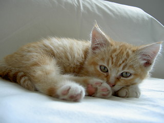 Image showing orange kitten