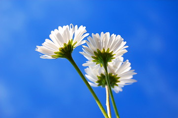 Image showing daisy under blue sky