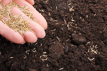 Image showing sowing hand