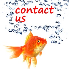 Image showing contact us