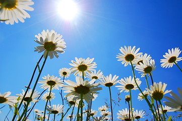 Image showing daisy flower in summer